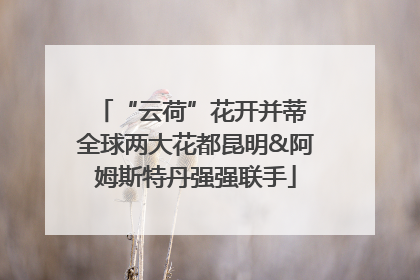 “云荷”花开并蒂 全球两大花都昆明&阿姆斯特丹强强联手