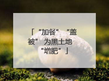 “加餐”“盖被” 为黑土地“增肥”