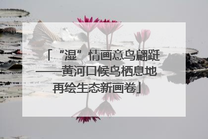 “湿”情画意鸟翩跹——黄河口候鸟栖息地再绘生态新画卷