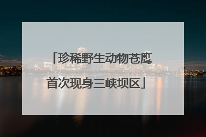 珍稀野生动物苍鹰首次现身三峡坝区