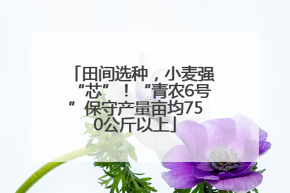 田间选种，小麦强“芯”！“青农6号”保守产量亩均750公斤以上