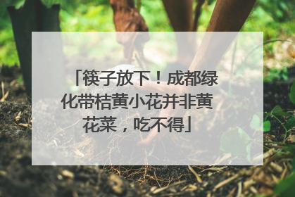 筷子放下！成都绿化带桔黄小花并非黄花菜，吃不得