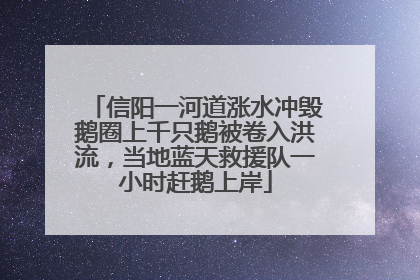 信阳一河道涨水冲毁鹅圈上千只鹅被卷入洪流，当地蓝天救援队一小时赶鹅上岸