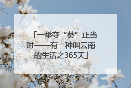 一举夺“葵”正当时——有一种叫云南的生活之365天