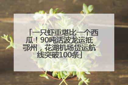 一只虾重堪比一个西瓜！90吨活波龙运抵鄂州，花湖机场货运航线突破100条