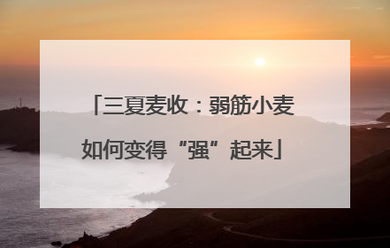 三夏麦收：弱筋小麦如何变得“强”起来