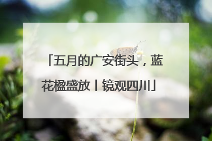 五月的广安街头，蓝花楹盛放丨镜观四川