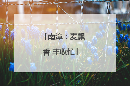 南漳：麦飘香 丰收忙