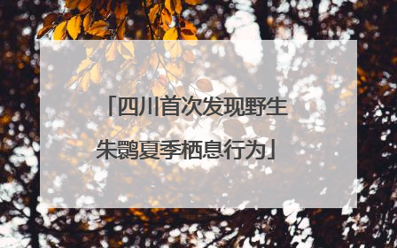 四川首次发现野生朱鹮夏季栖息行为