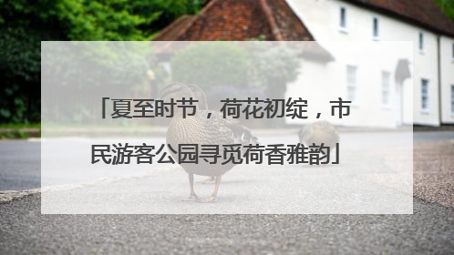 夏至时节，荷花初绽，市民游客公园寻觅荷香雅韵