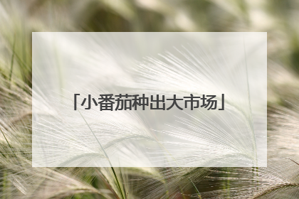 小番茄种出大市场