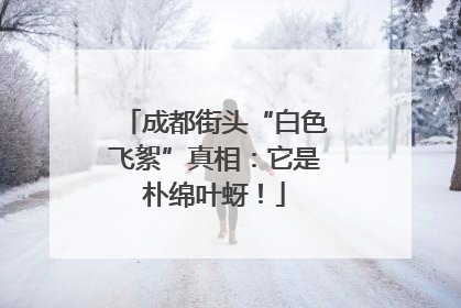 成都街头“白色飞絮”真相：它是朴绵叶蚜！