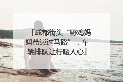 成都街头“野鸡妈妈带崽过马路”，车辆排队让行暖人心