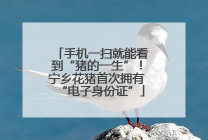 手机一扫就能看到“猪的一生”！宁乡花猪首次拥有“电子身份证”