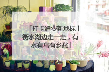 打卡消费新地标丨衡水湖边走一走，有水有鸟有乡愁