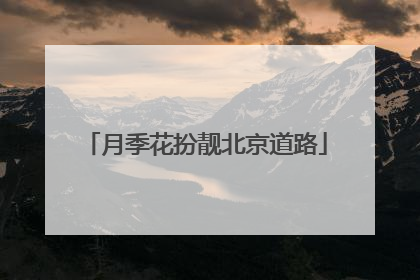 月季花扮靓北京道路