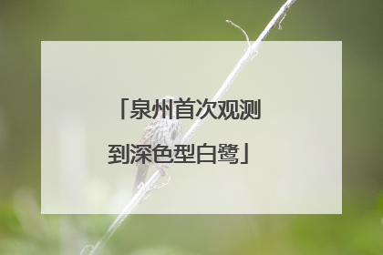 泉州首次观测到深色型白鹭