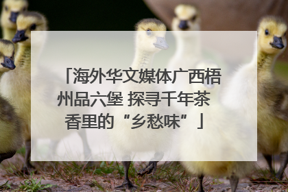 海外华文媒体广西梧州品六堡 探寻千年茶香里的“乡愁味”