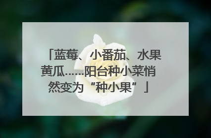 蓝莓、小番茄、水果黄瓜……阳台种小菜悄然变为“种小果”