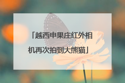越西申果庄红外相机再次拍到大熊猫