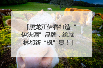 黑龙江伊春打造“伊法调”品牌，绘就林都新“枫”景！