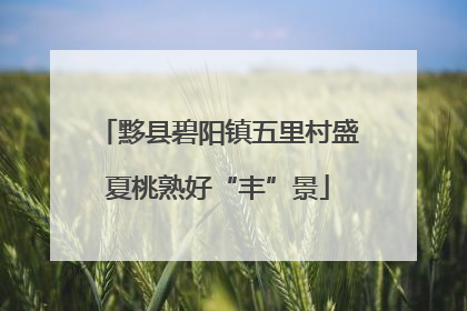 黟县碧阳镇五里村盛夏桃熟好“丰”景