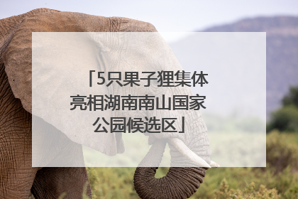 5只果子狸集体亮相湖南南山国家公园候选区